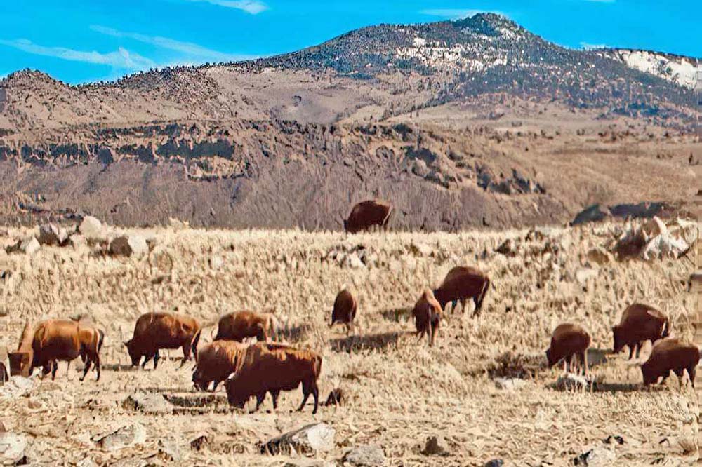 The herd that got away!