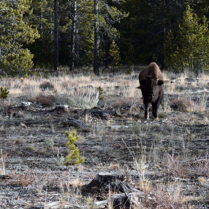 The Last Calf Standing. As we monitored her the morning after her family was taken, the yearling’s behavior was erratic. When she first saw our car, she began running alongside it, then stopped, seeming confused. Later we observed her wandering back and forth across the road in clear distress.