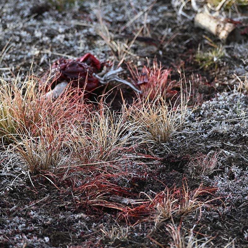 Blood marks the site of one of the kills. Carcasses and unused parts must be left at least 100 yards from trails and roads. Our patrols immediately report any illegal field dressing practices to the game warden.
