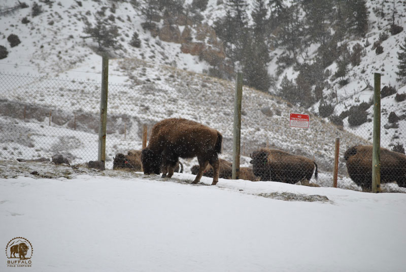 2017 02 23 02 001 Orphan at Corwin Springs Seay800