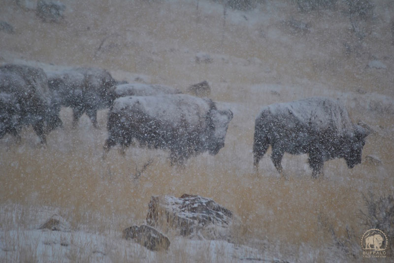 2017 11 16 02 003 Update 800