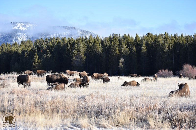 2017 12 07 01 002 Volunteer 2 BFCseay2017 800