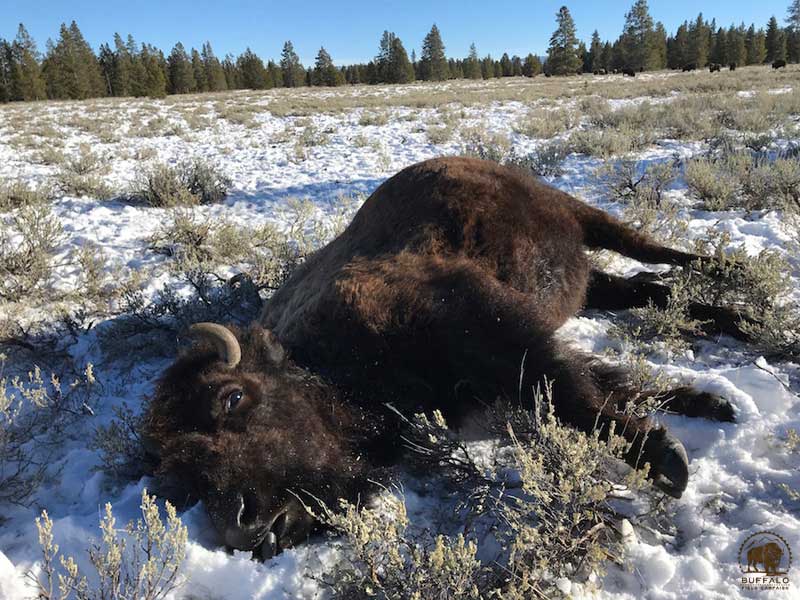 2017 12 14 01 004 Update4 BFCcha2017 800