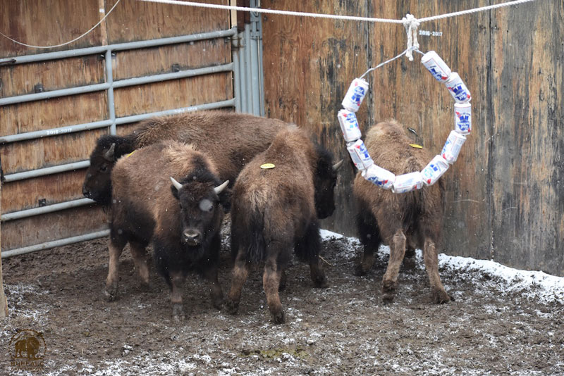 2018 02 22 01 003 Update3 Buffalo Field Campaign Photo Stephany Seay 2017 800
