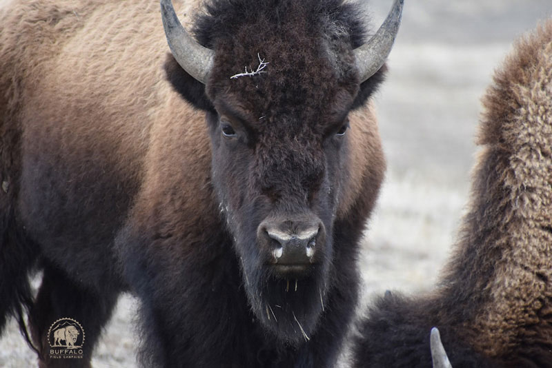 2018 3 29 Update3 Buffalo Field Campaign Stephany Seay photo 800