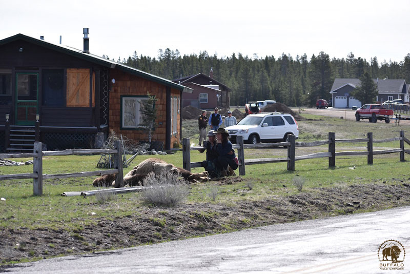 2018 05 17 02 001 Mama1 Buffalo Field Campaign Mark Wolf photo 800