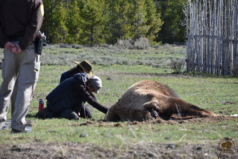 2018 05 17 02 002 Mama2 Buffalo Field Campaign Mark Wolf photo 800