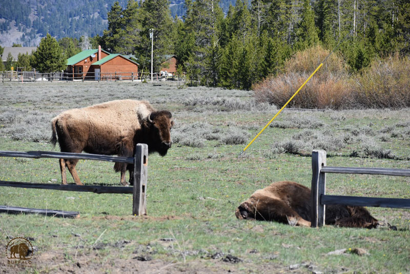 2018 05 17 02 003 Mama3 Buffalo Field Campaign Mark Wolf photo 800