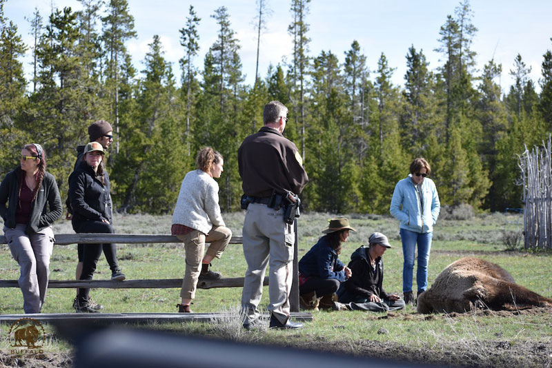 2018 05 17 02 004 Mama4 Buffalo Field Campaign Don Spates photo 800