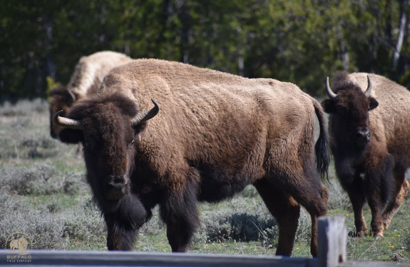 2018 05 17 02 005 Mama5 Buffalo Field Campaign Mark Wolf Photo 800