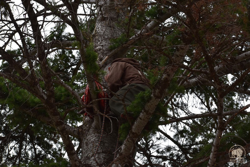 2018 05 17 02 006 Mama6 Buffalo Field Campaign Stephany Seay photo 800