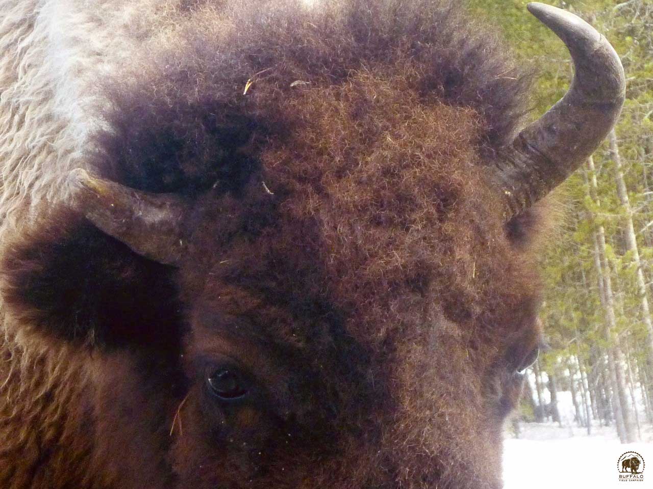 2020 04 16 01 002 Update 2 BFC Cindy Rosin photo