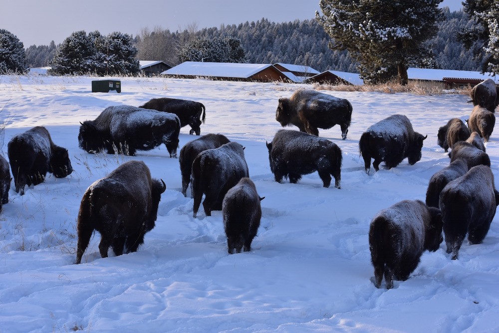 2020 12 17 01 001 Update 1 BFC Stephany Seay photo