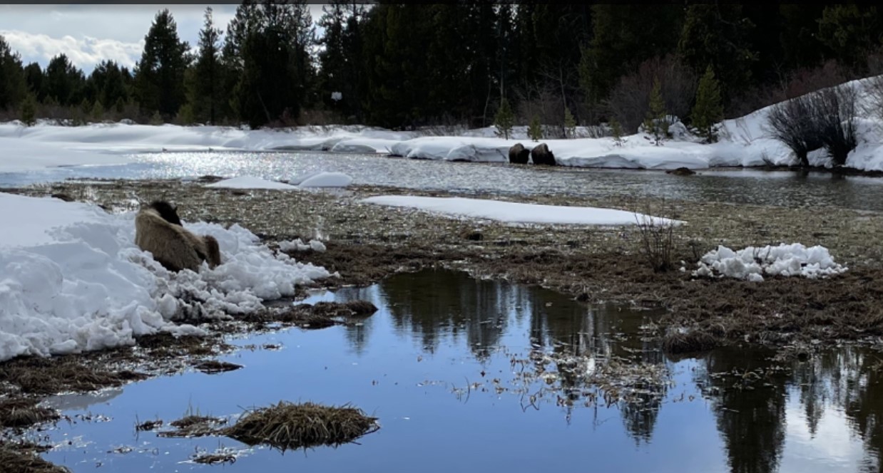 2023 04 06 bison on the madison