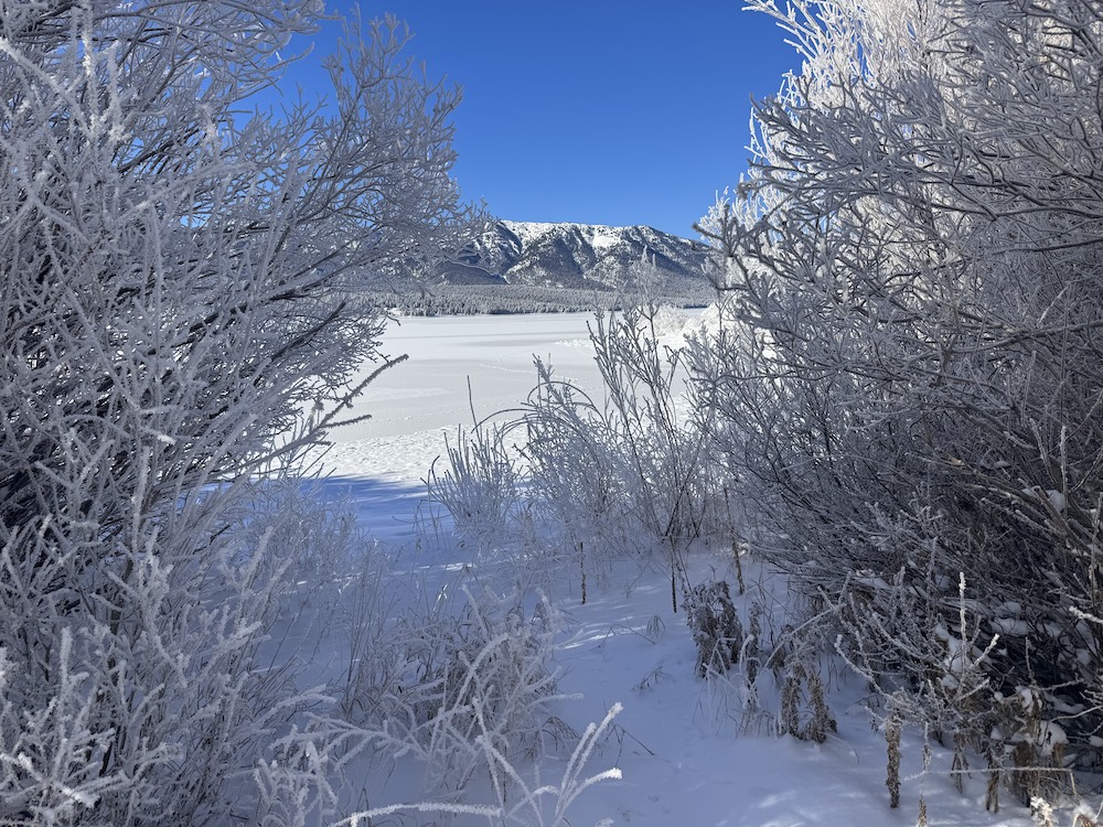 bfc update december 14 2023 01