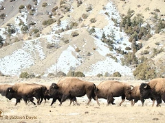 bfc on the buffalo trail april 2024