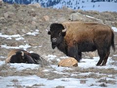 2022 11 17 yellowstone buffalo