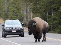 bfc Buffalo on Road