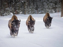 A trio of bison on a snowy road of Yellowstone National Park.