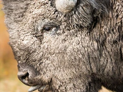 bfc on the buffalo trail february 2023