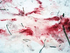 bfc facing the storm blog march 2023 blood on snow